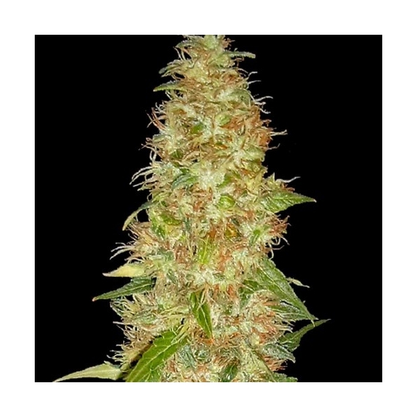 Moon Walker Kush (Spliff Seeds) Feminisoidut