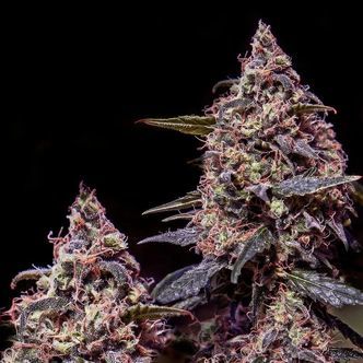Somango 47 (Positronics) feminisoidut kannabiksen siemenet