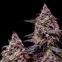 Somango 47 (Positronics) Feminisoidut