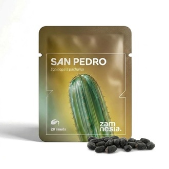 San Pedro (Echinopsis pachanoi) 20 siementä