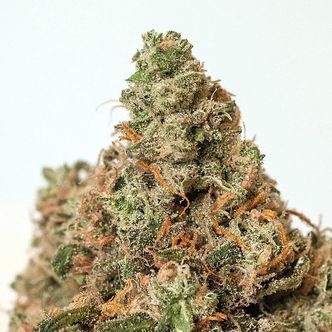 Super Cheese (Positronics) feminisoidut kannabiksen siemenet