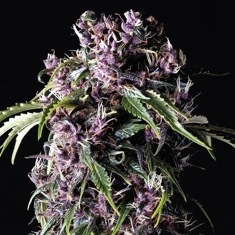 Purple (Pyramid Seeds) Feminisoidut