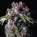 Purple (Pyramid Seeds) Feminisoidut
