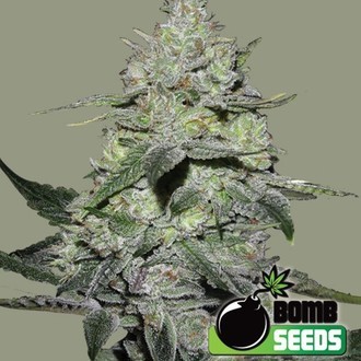 Gorilla Bomb (Bomb Seeds) Feminisoidut