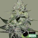 Gorilla Bomb (Bomb Seeds) Feminisoidut