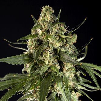 Lemon Auto CBD (Philosopher Seeds) feminisoidut