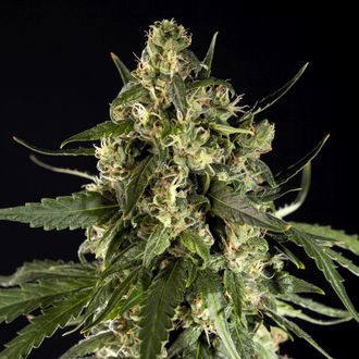 Lemon Auto CBD (Philosopher Seeds) Feminisoidut