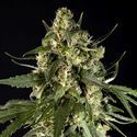 Lemon Auto CBD (Philosopher Seeds) Feminisoidut