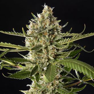 Lemon OG Candy (Philosopher Seeds) Feminisoidut