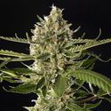 Lemon OG Candy (Philosopher Seeds) Feminisoidut