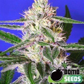 Edam Bomb (Bomb Seeds) Feminisoidut