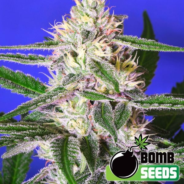 Edam Bomb (Bomb Seeds) Feminisoidut