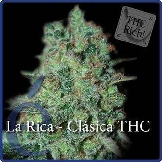 La Rica Classic THC (Elite Seeds) feminisoidut
