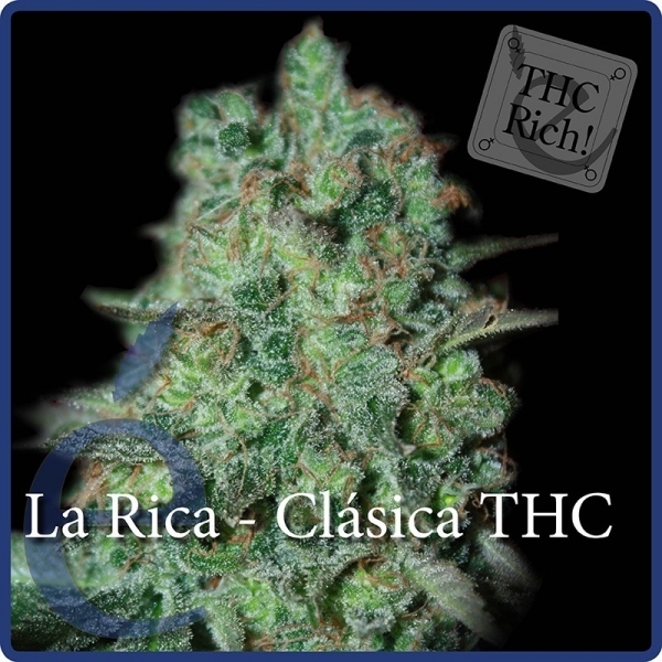 La Rica Classic THC (Elite Seeds) Feminisoidut