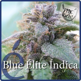 Blue Elite Indica (Elite Seeds) Feminisoidut