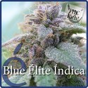 Blue Elite Indica (Elite Seeds) Feminisoidut