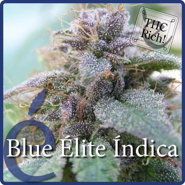 Blue Elite Indica (Elite Seeds) Feminisoidut