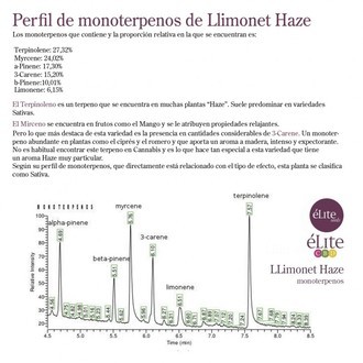 Llimonet Haze Classic THC (Elite Seeds) Feminisoidut