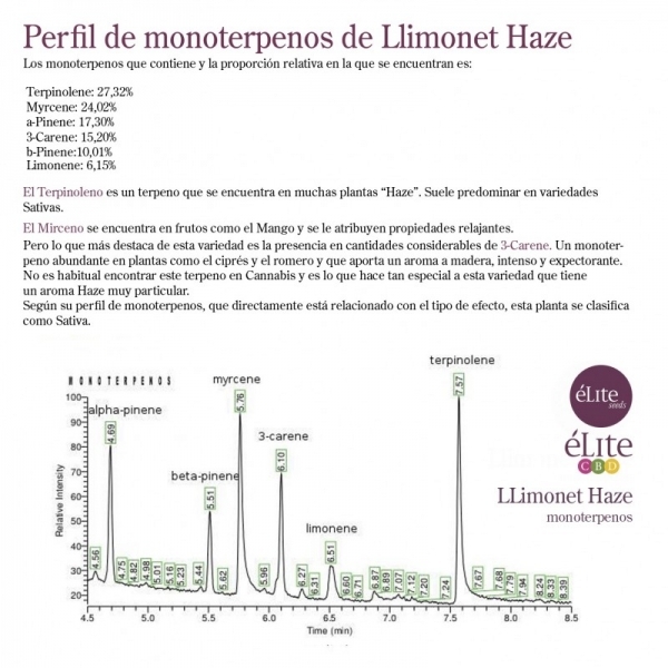Llimonet Haze Classic THC (Elite Seeds) Feminisoidut