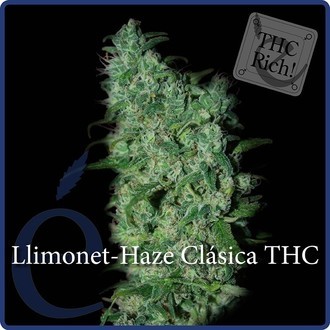 Llimonet Haze Classic THC (Elite Seeds) Feminisoidut