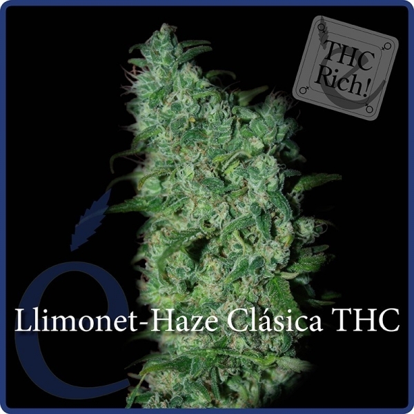 Llimonet Haze Classic THC (Elite Seeds) Feminisoidut