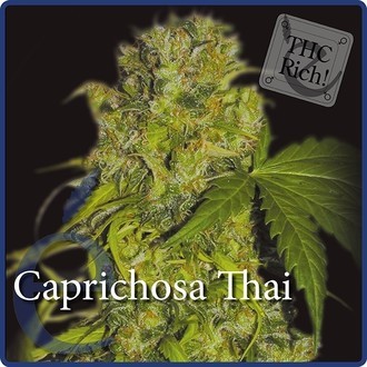 Caprichosa Thai (Elite Seeds) Feminisoidut