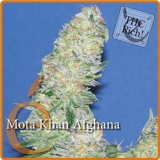 Mota Khan Afghana (Elite Seeds) Feminisoidut