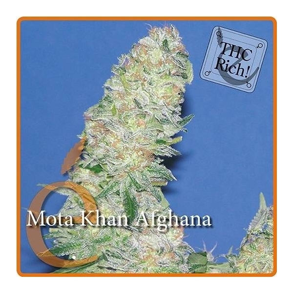 Mota Khan Afghana (Elite Seeds) Feminisoidut
