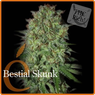 Bestial Skunk (Elite Seeds) feminisoidut