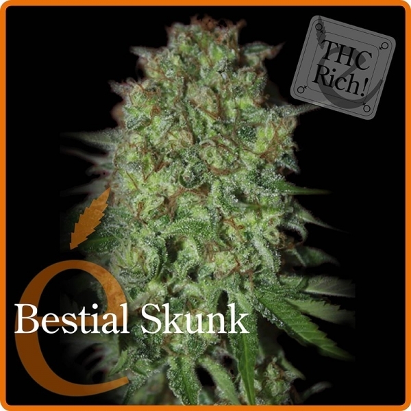 Bestial Skunk (Elite Seeds) Feminisoidut