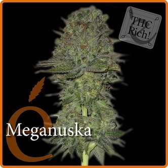 Meganuska (Elite Seeds) feminisoidut kannabiksen siemenet