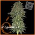 Meganuska (Elite Seeds) Feminisoidut