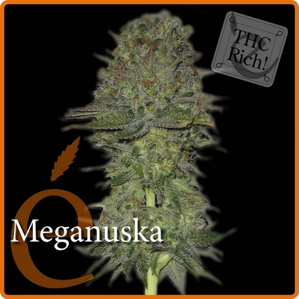 Meganuska (Elite Seeds) Feminisoidut