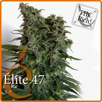 Elite 47 (Elite Seeds) feminisoidut