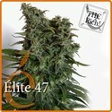 Elite 47 (Elite Seeds) Feminisoidut