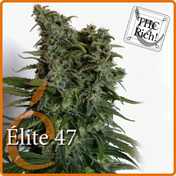 Elite 47 (Elite Seeds) Feminisoidut