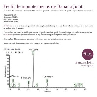 Banana Joint (Elite Seeds) Feminisoidut