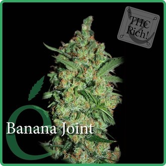 Banana Joint (Elite Seeds) Feminisoidut