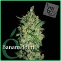 Banana Joint (Elite Seeds) Feminisoidut