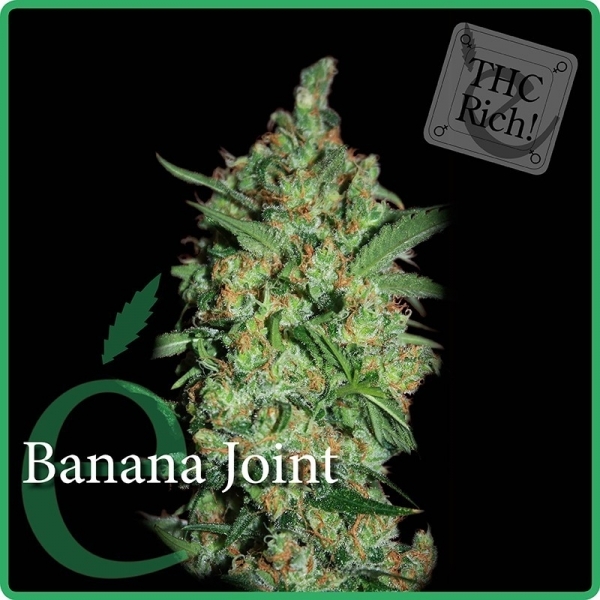 Banana Joint (Elite Seeds) Feminisoidut