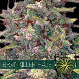 Brainkiller Haze (Vision Seeds) feminisoidut kannabiksen siemenet