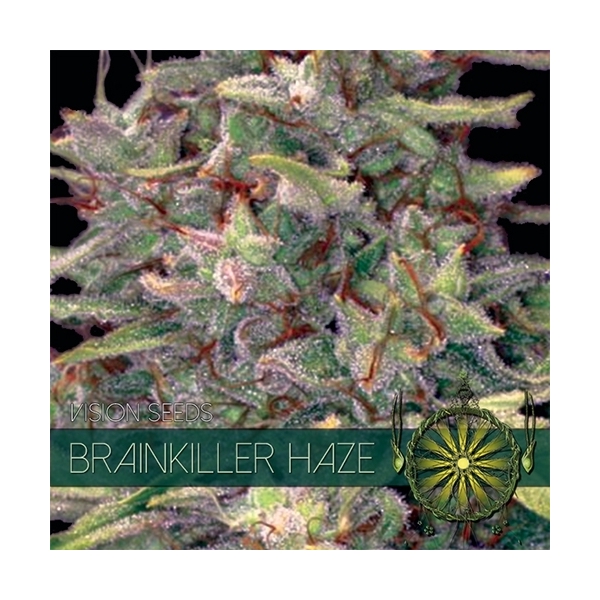Brainkiller Haze (Vision Seeds) Feminisoidut