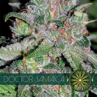 Doctor Jamaica (Vision Seeds) feminisoidut