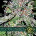 Doctor Jamaica (Vision Seeds) Feminisoidut