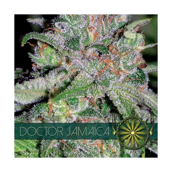 Doctor Jamaica (Vision Seeds) Feminisoidut