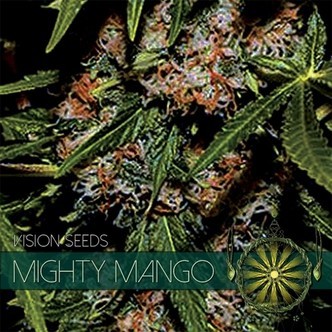 Mighty Mango Bud (Vision Seeds) feminisoidut