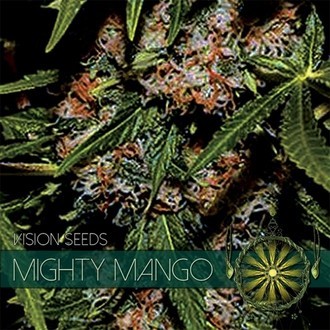 Mighty Mango Bud (Vision Seeds) Feminisoidut