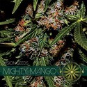 Mighty Mango Bud (Vision Seeds) Feminisoidut