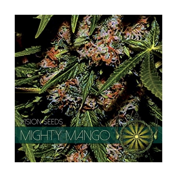Mighty Mango Bud (Vision Seeds) Feminisoidut