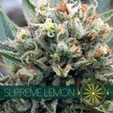 Supreme Lemon (Vision Seeds) Feminisoidut
